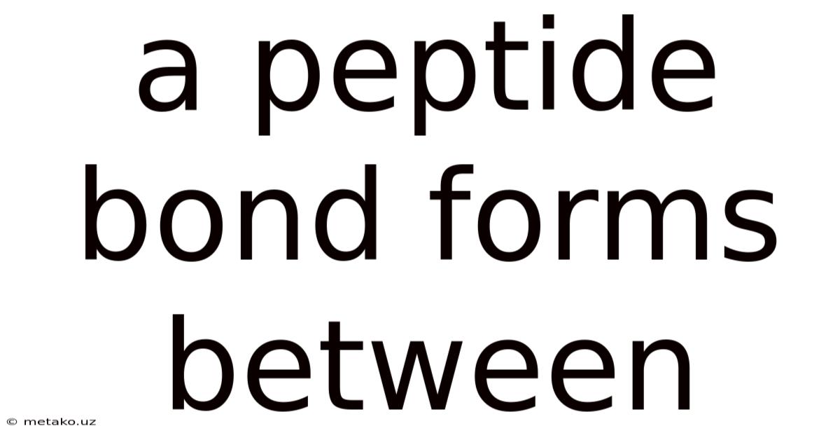 A Peptide Bond Forms Between