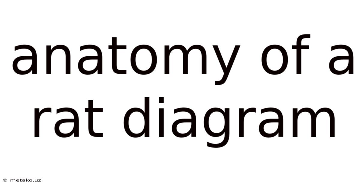 Anatomy Of A Rat Diagram