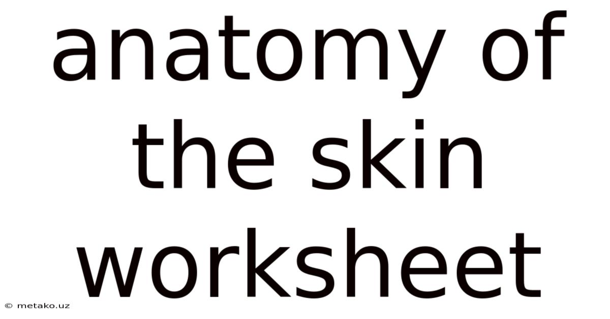 Anatomy Of The Skin Worksheet