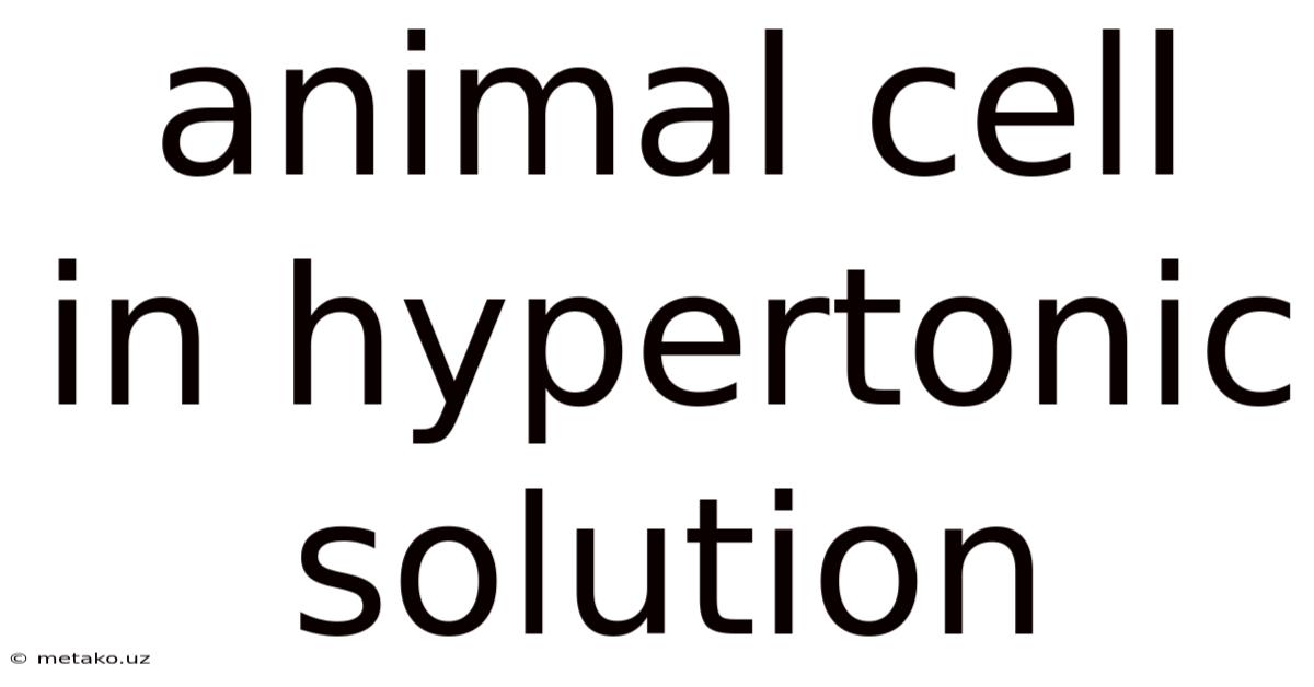 Animal Cell In Hypertonic Solution