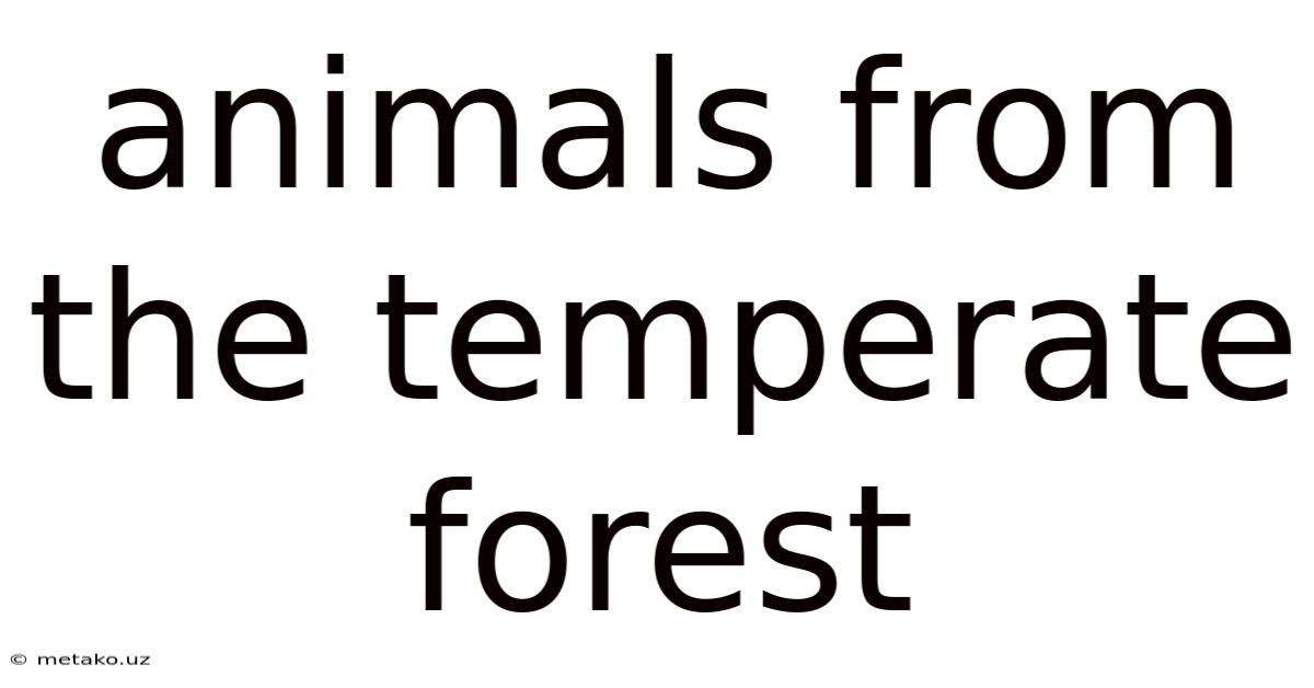 Animals From The Temperate Forest