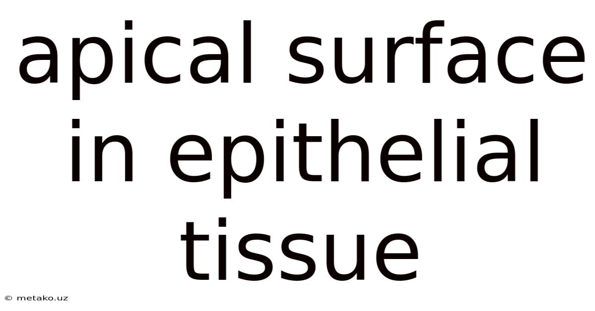 Apical Surface In Epithelial Tissue