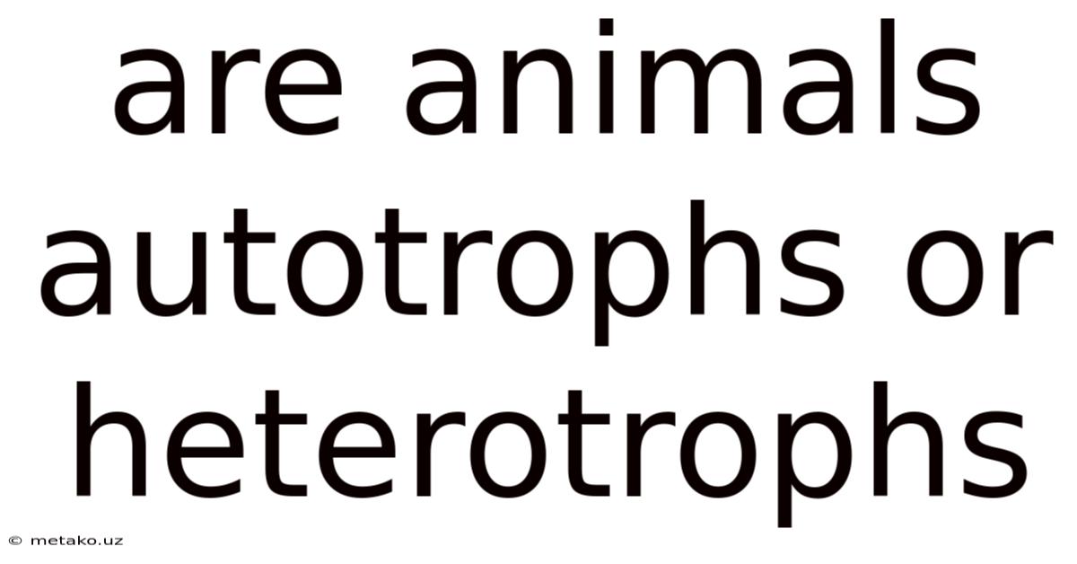 Are Animals Autotrophs Or Heterotrophs