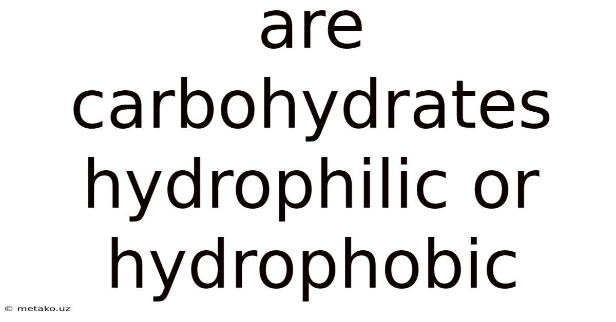 Are Carbohydrates Hydrophilic Or Hydrophobic