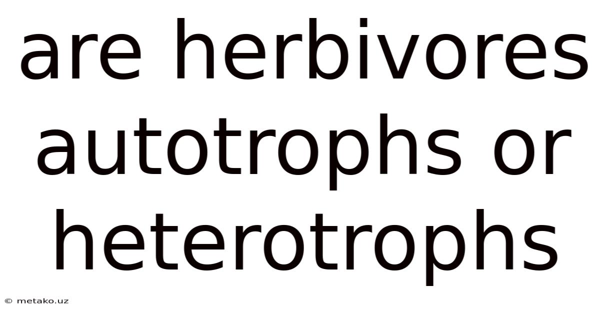 Are Herbivores Autotrophs Or Heterotrophs