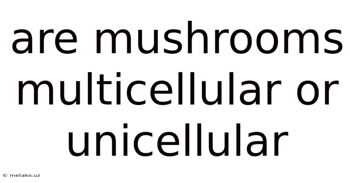 Are Mushrooms Multicellular Or Unicellular