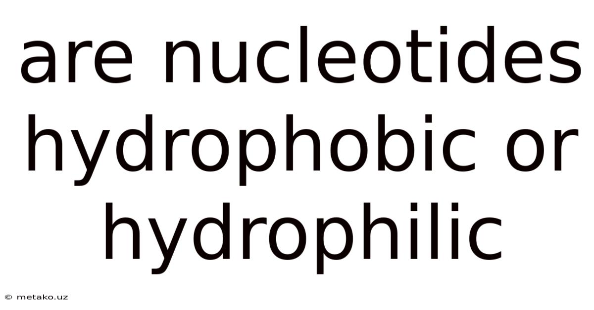 Are Nucleotides Hydrophobic Or Hydrophilic