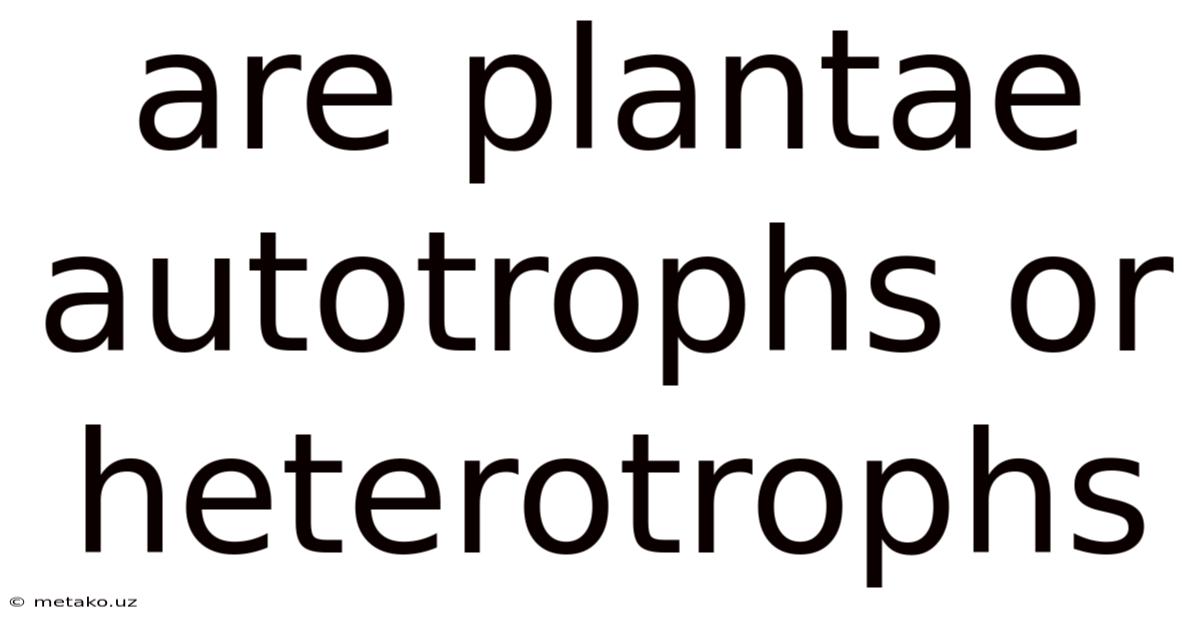 Are Plantae Autotrophs Or Heterotrophs
