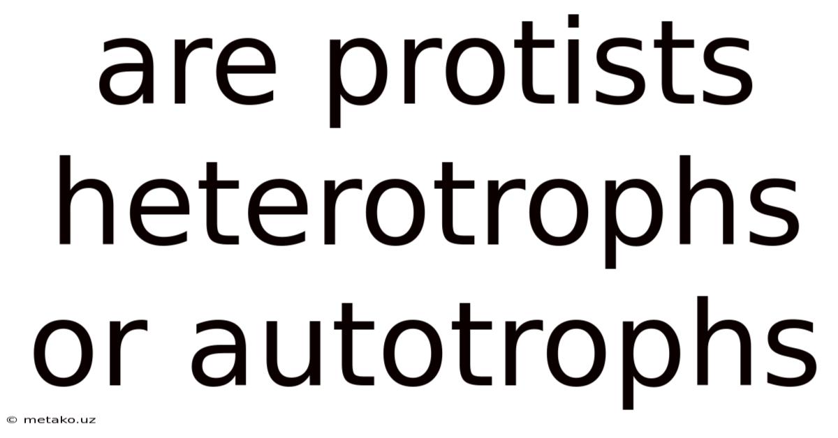 Are Protists Heterotrophs Or Autotrophs