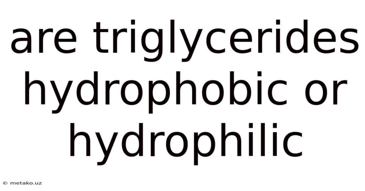 Are Triglycerides Hydrophobic Or Hydrophilic