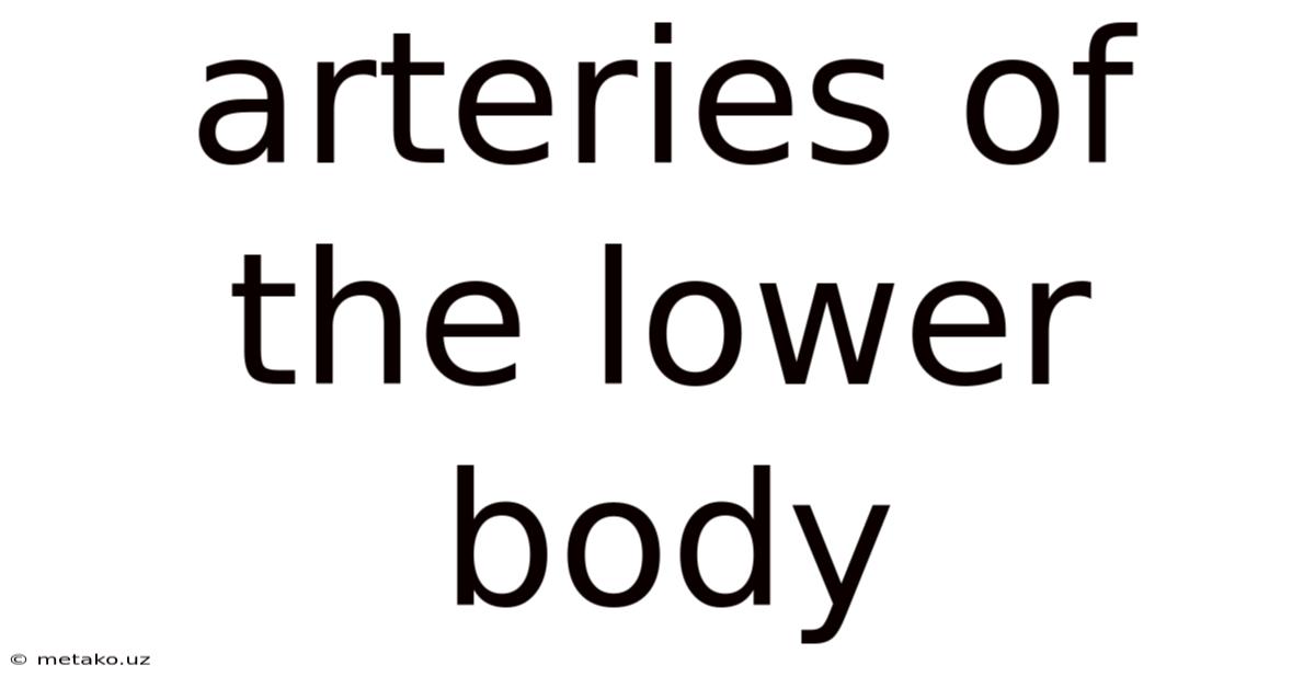 Arteries Of The Lower Body