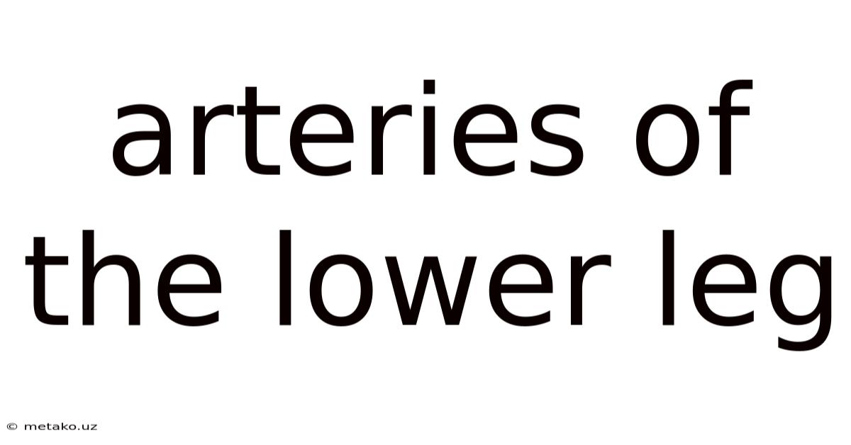 Arteries Of The Lower Leg