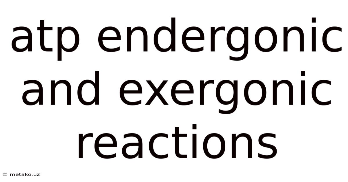 Atp Endergonic And Exergonic Reactions