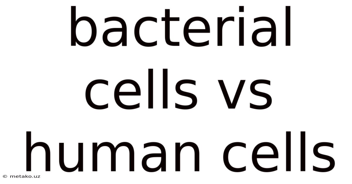 Bacterial Cells Vs Human Cells