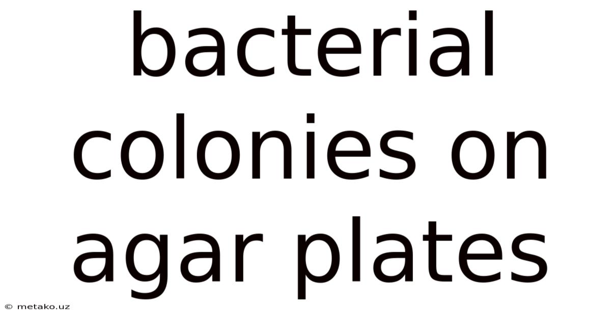 Bacterial Colonies On Agar Plates