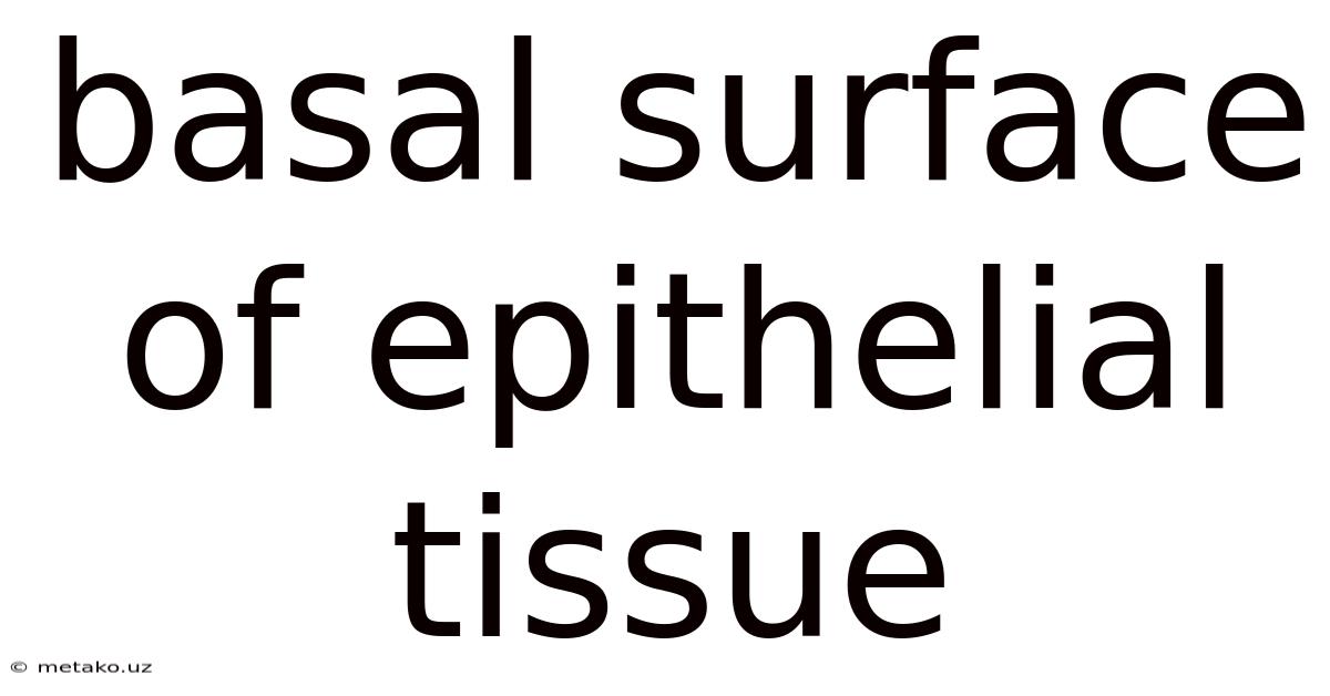 Basal Surface Of Epithelial Tissue