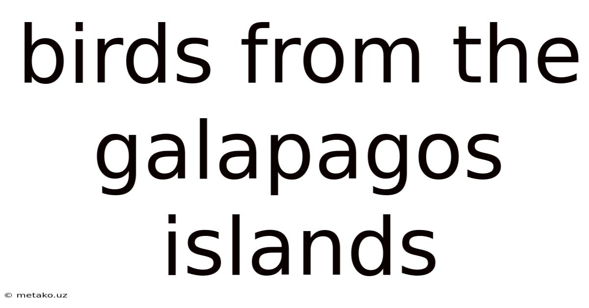 Birds From The Galapagos Islands
