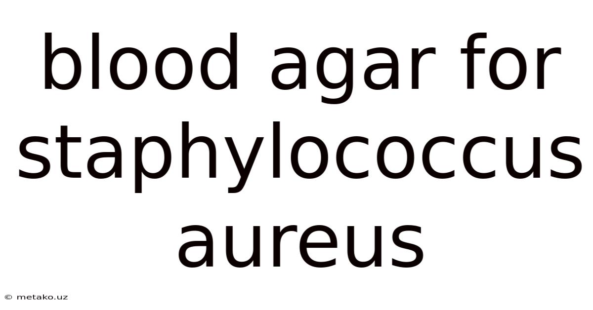 Blood Agar For Staphylococcus Aureus