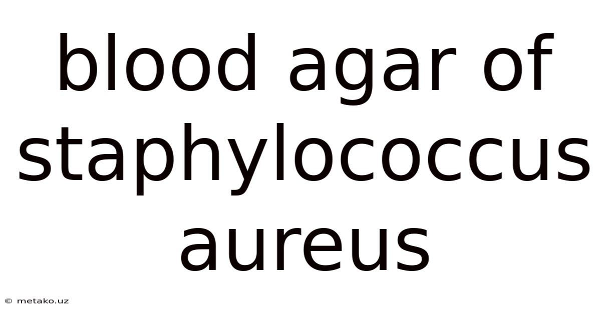 Blood Agar Of Staphylococcus Aureus