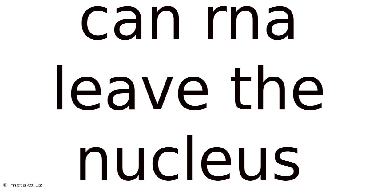 Can Rna Leave The Nucleus