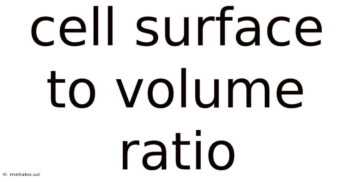 Cell Surface To Volume Ratio