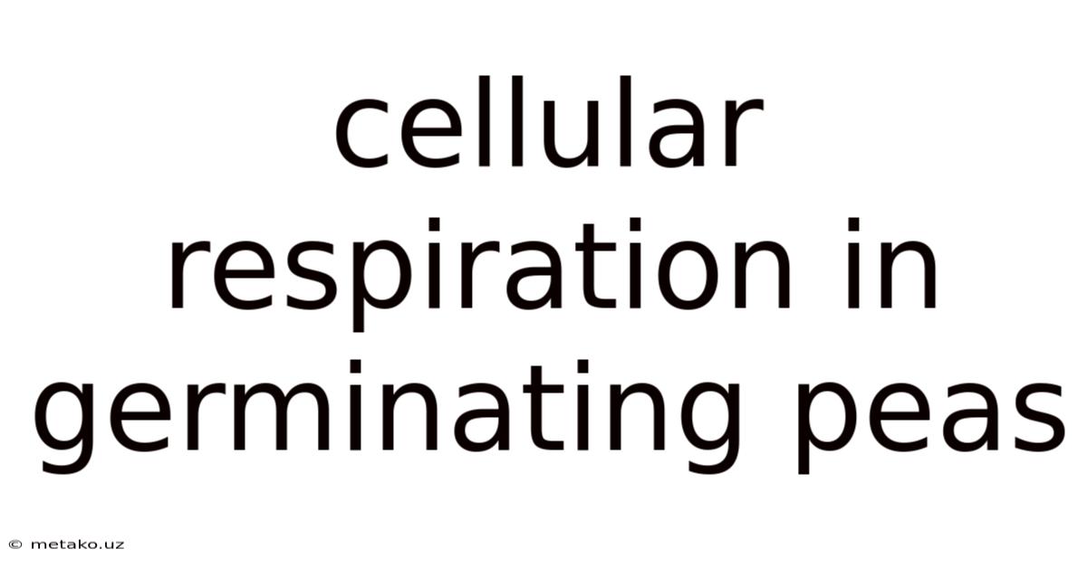Cellular Respiration In Germinating Peas