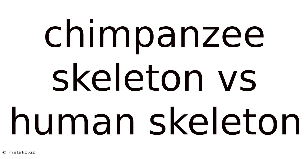 Chimpanzee Skeleton Vs Human Skeleton