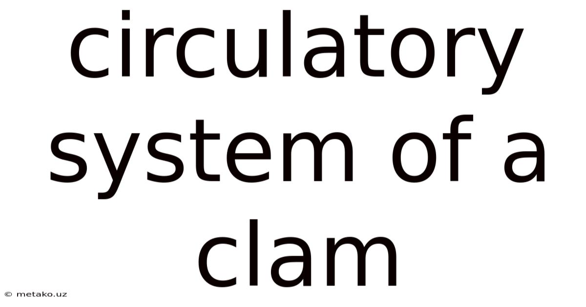 Circulatory System Of A Clam