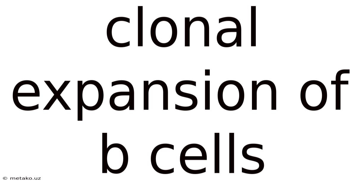 Clonal Expansion Of B Cells