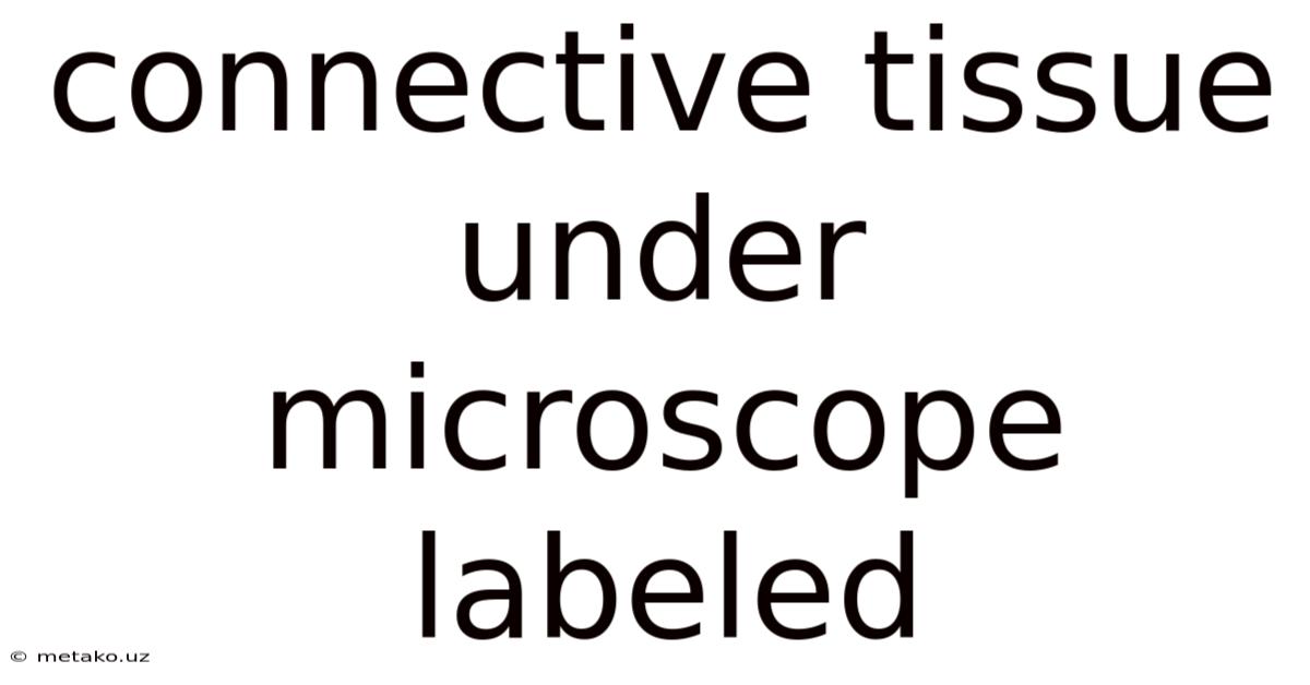 Connective Tissue Under Microscope Labeled