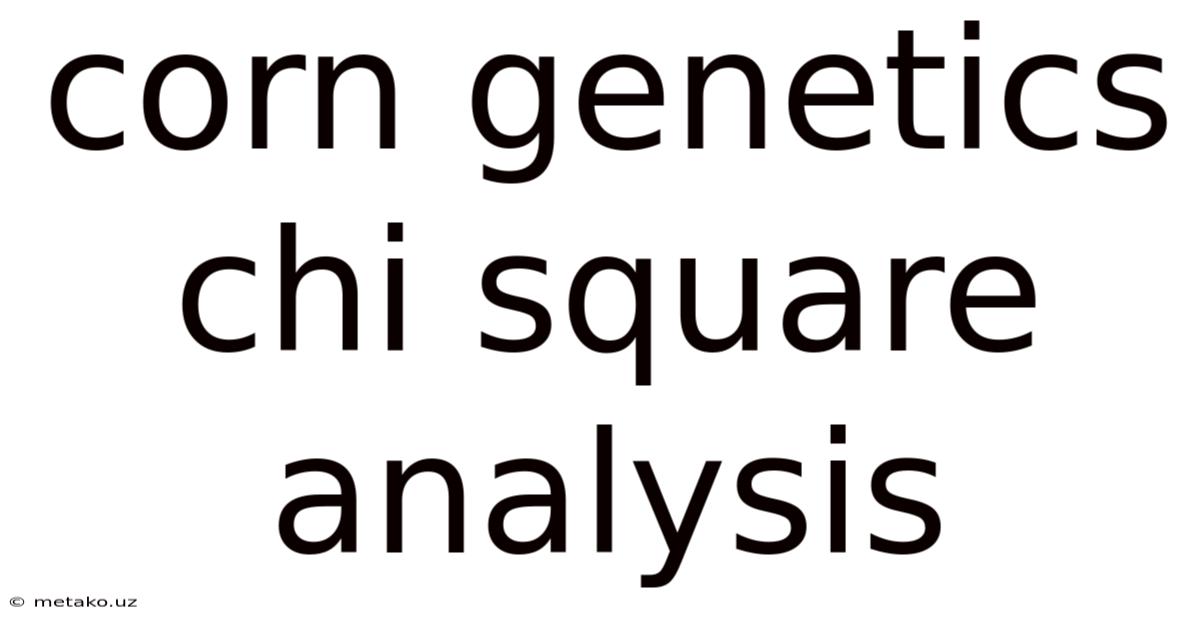 Corn Genetics Chi Square Analysis