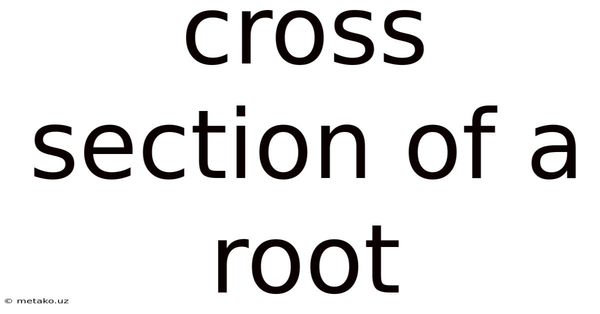 Cross Section Of A Root