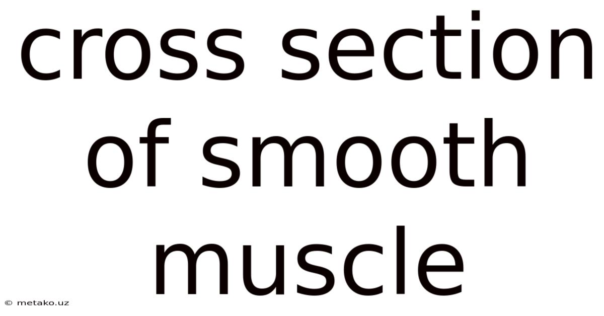 Cross Section Of Smooth Muscle