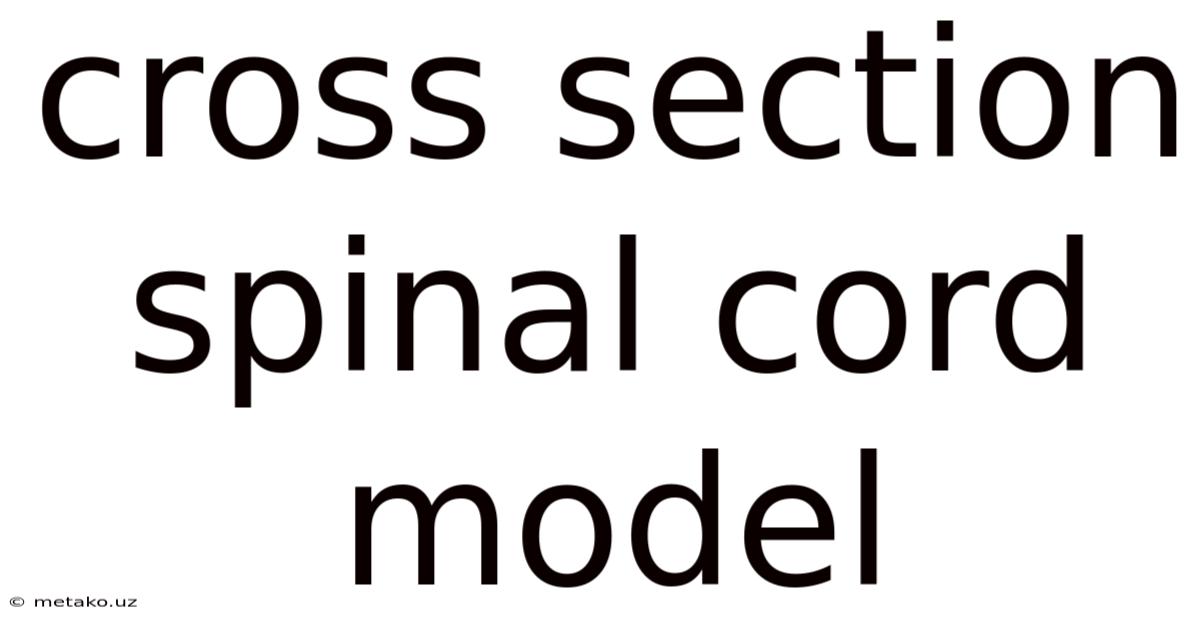 Cross Section Spinal Cord Model