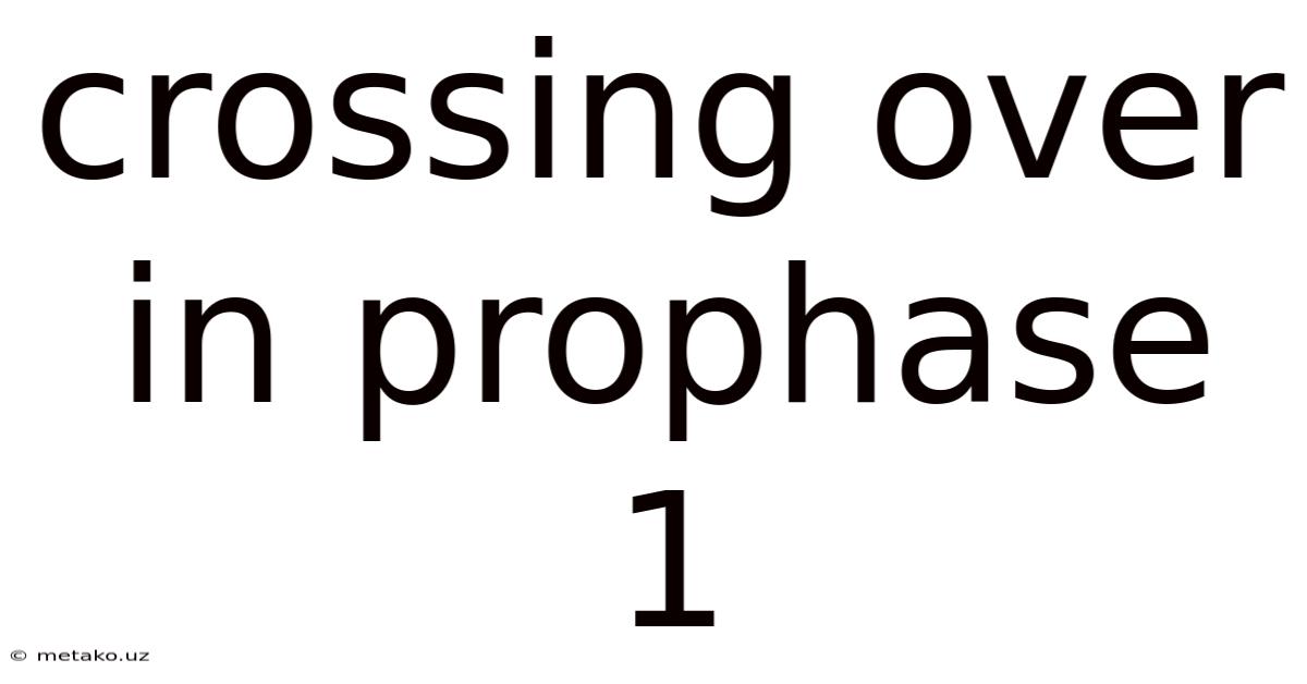 Crossing Over In Prophase 1