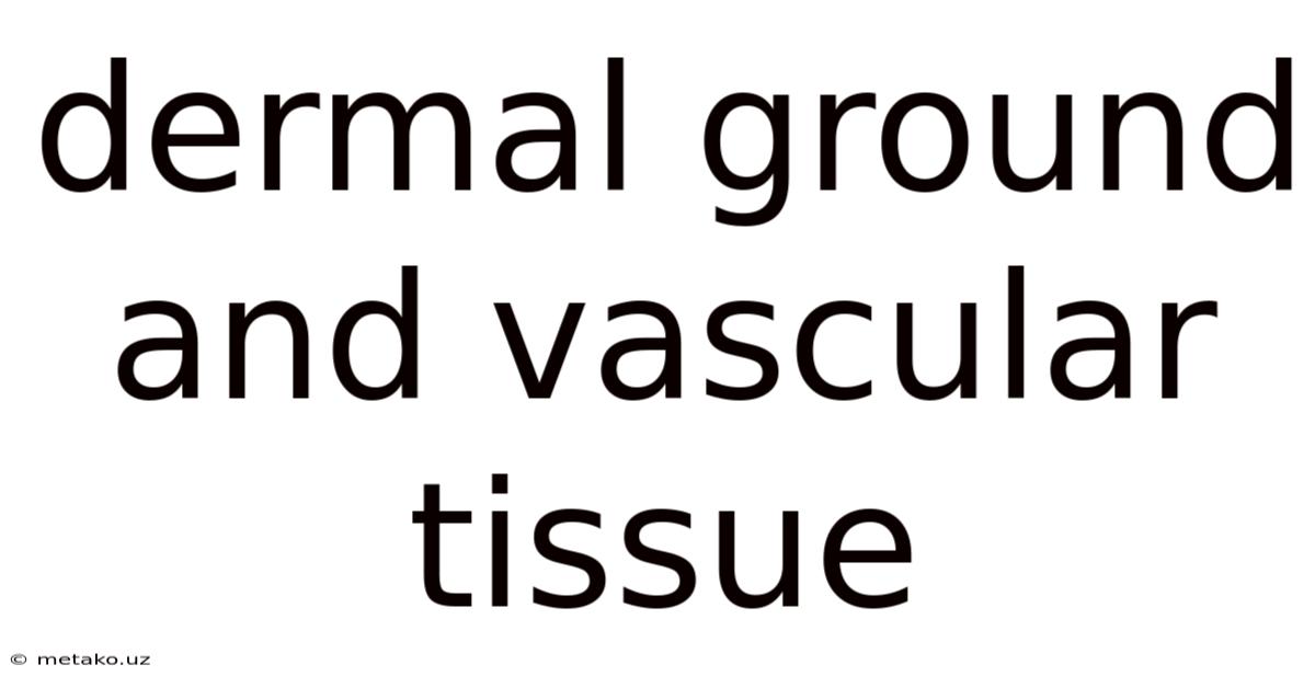 Dermal Ground And Vascular Tissue