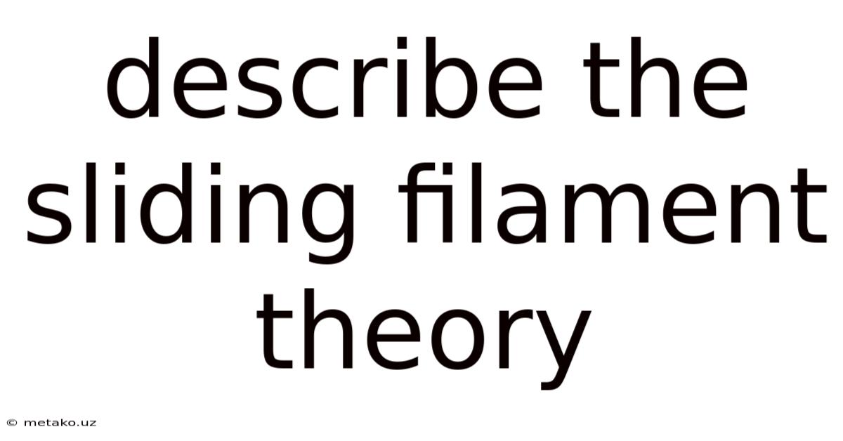 Describe The Sliding Filament Theory