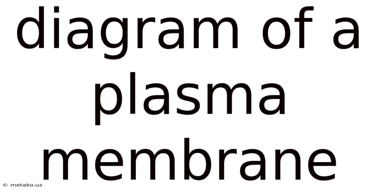 Diagram Of A Plasma Membrane