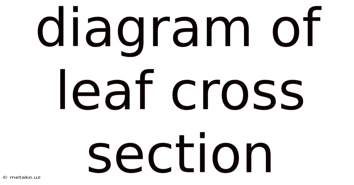 Diagram Of Leaf Cross Section