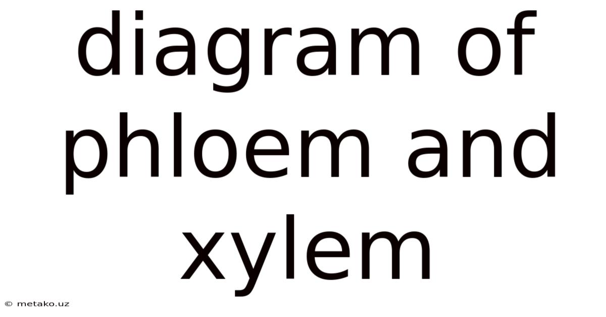 Diagram Of Phloem And Xylem