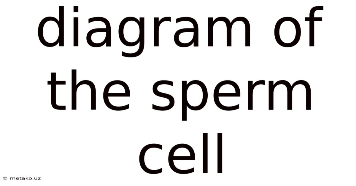 Diagram Of The Sperm Cell