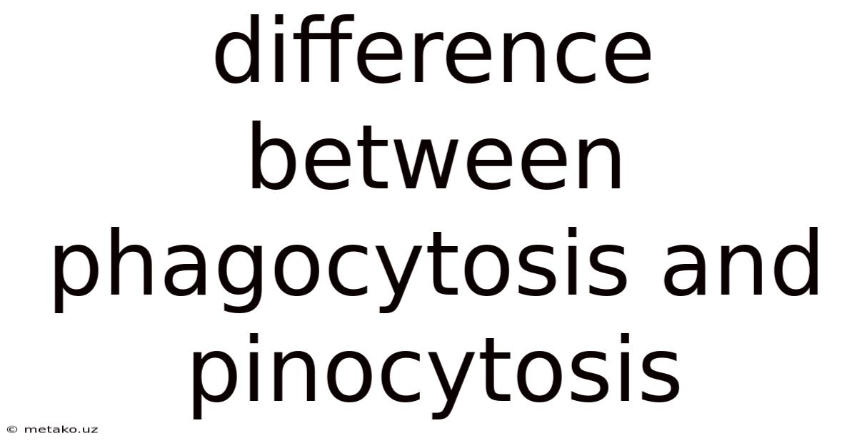 Difference Between Phagocytosis And Pinocytosis