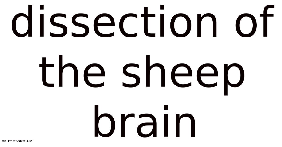 Dissection Of The Sheep Brain