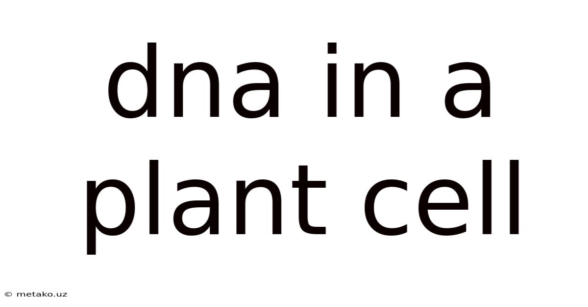 Dna In A Plant Cell