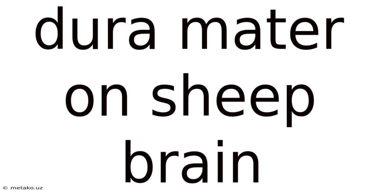 Dura Mater On Sheep Brain