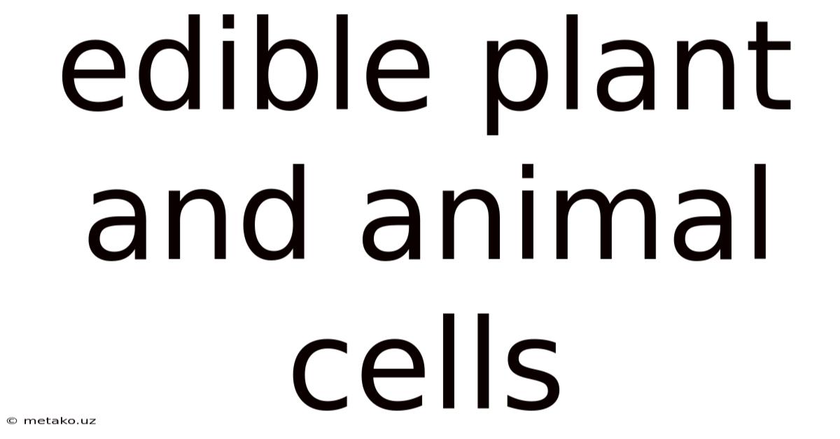 Edible Plant And Animal Cells