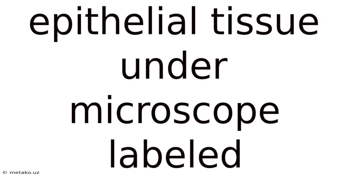 Epithelial Tissue Under Microscope Labeled