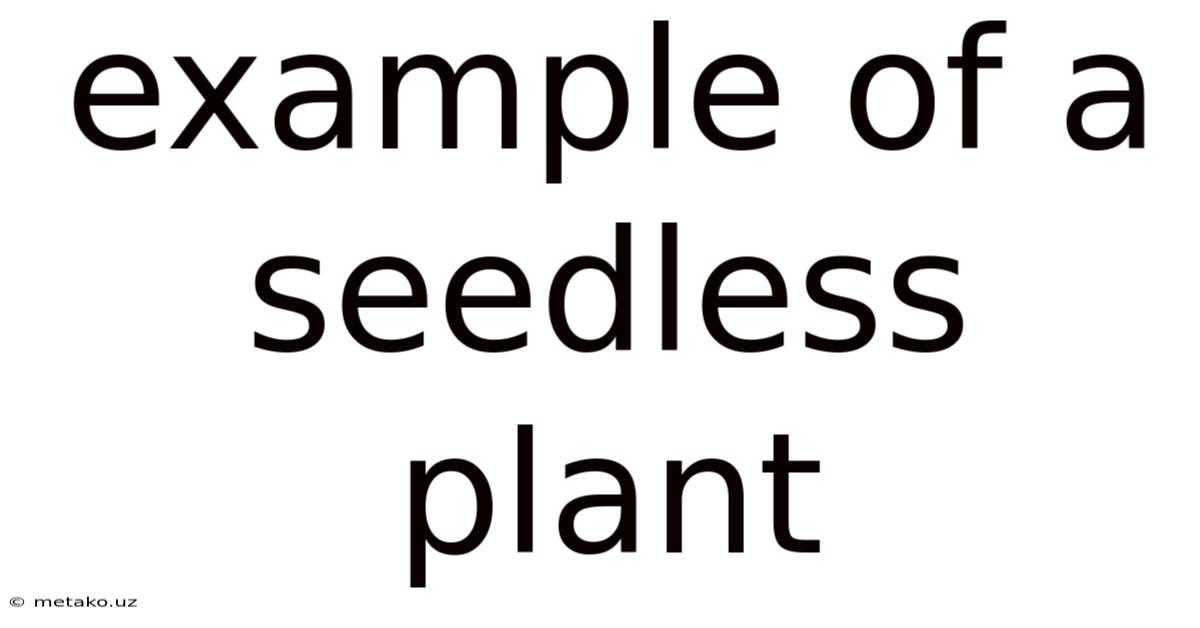 Example Of A Seedless Plant