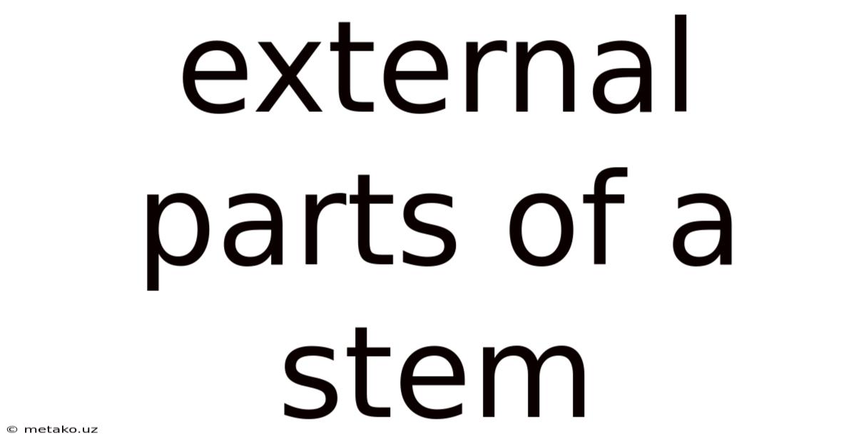 External Parts Of A Stem