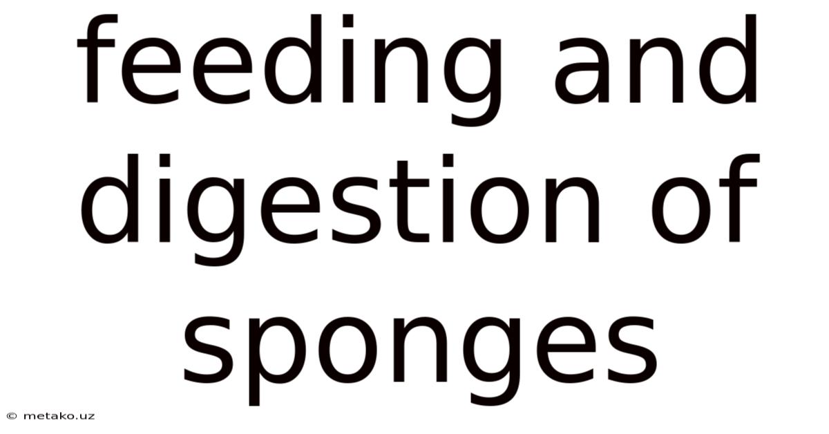 Feeding And Digestion Of Sponges